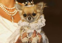 LONDON - SEPTEMBER 15: Lily the Chihuahua dressed as Vivienne Westwood Bride at the Pet-A-Porter dog Fashion Show and champagne reception celebrating Harrods' wide range of doggy fashions, at Harrods Knightsbridge on September 15, 2005 in London, England. (Photo by Jo Hale/Getty Images) *** Local Caption ***